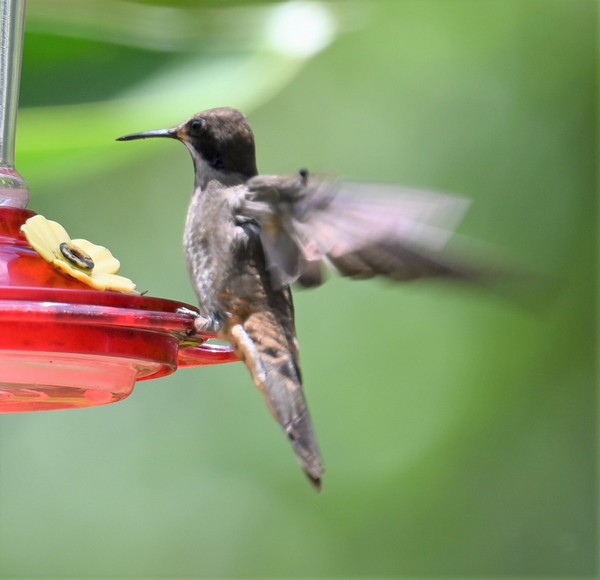 Brown Violetear - ML641793367