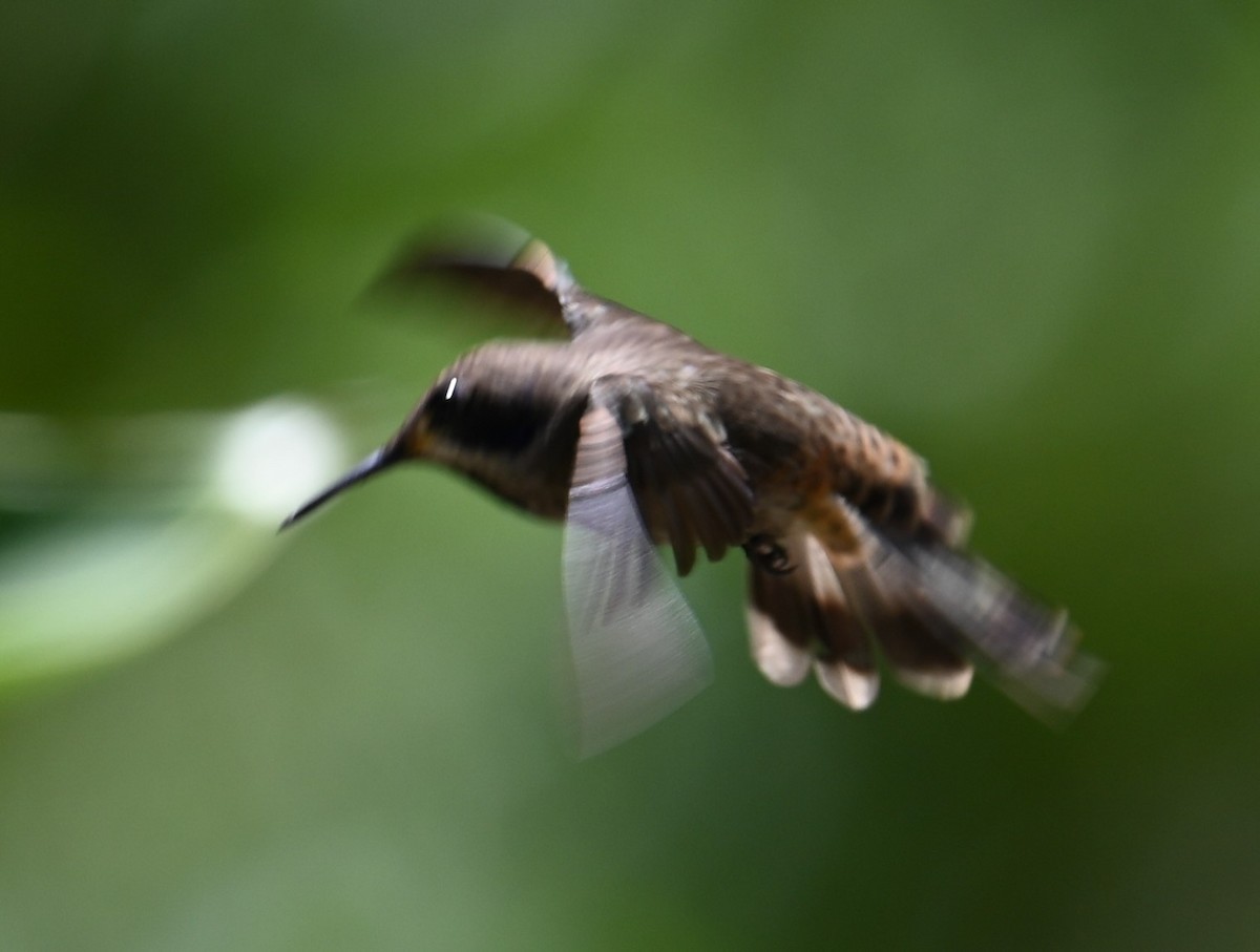 Brown Violetear - ML641793368