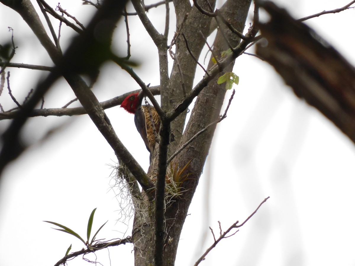 Guayaquil Woodpecker - ML641793369