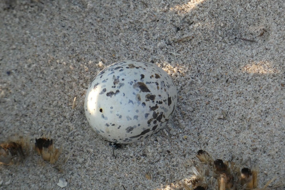 American Oystercatcher - ML641793390