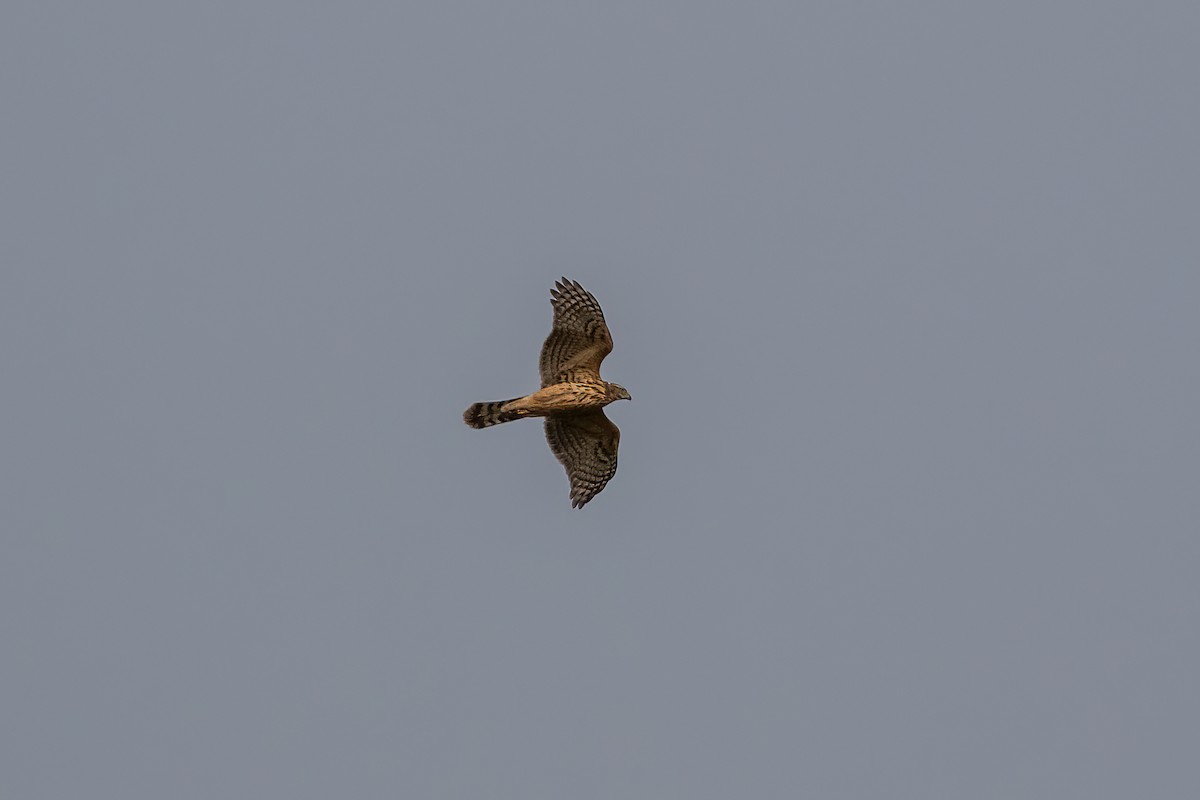 Eurasian Goshawk - ML641793404