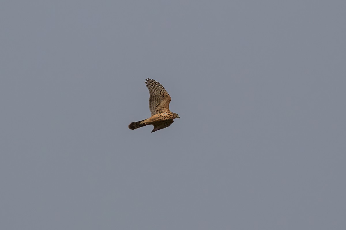 Eurasian Goshawk - ML641793405