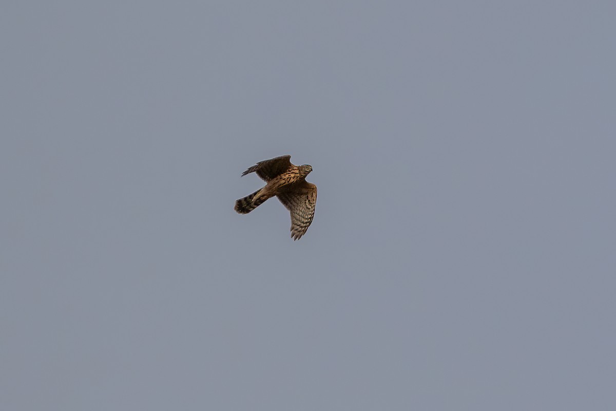 Eurasian Goshawk - ML641793406