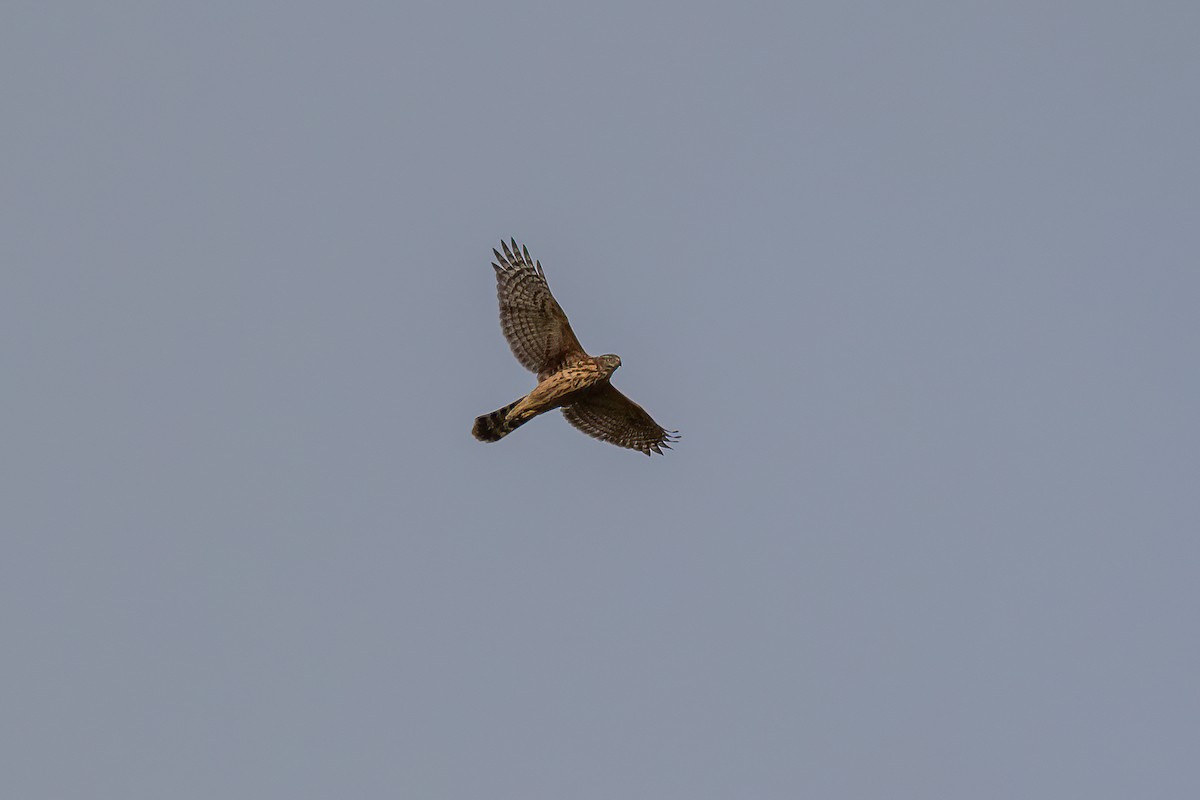 Eurasian Goshawk - ML641793407
