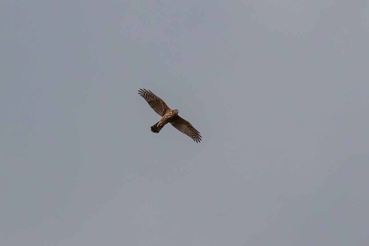 Eurasian Goshawk - ML641793408