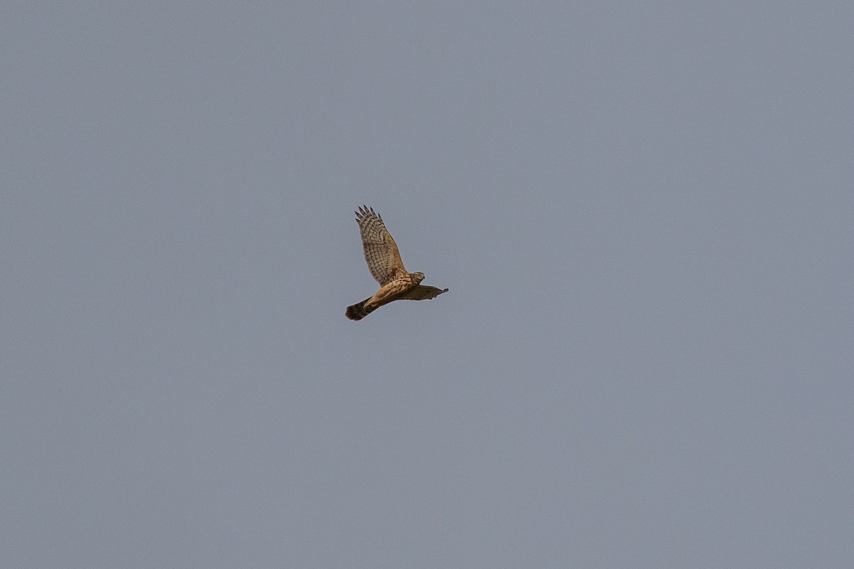 Eurasian Goshawk - ML641793409
