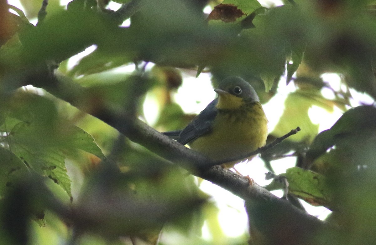 Canada Warbler - ML641793413