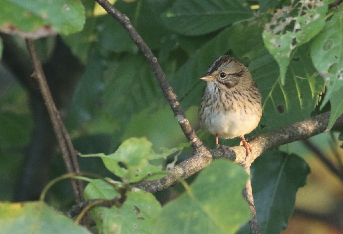 Lincoln's Sparrow - ML641793435