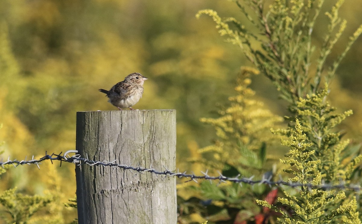 Grasshopper Sparrow - ML641793447