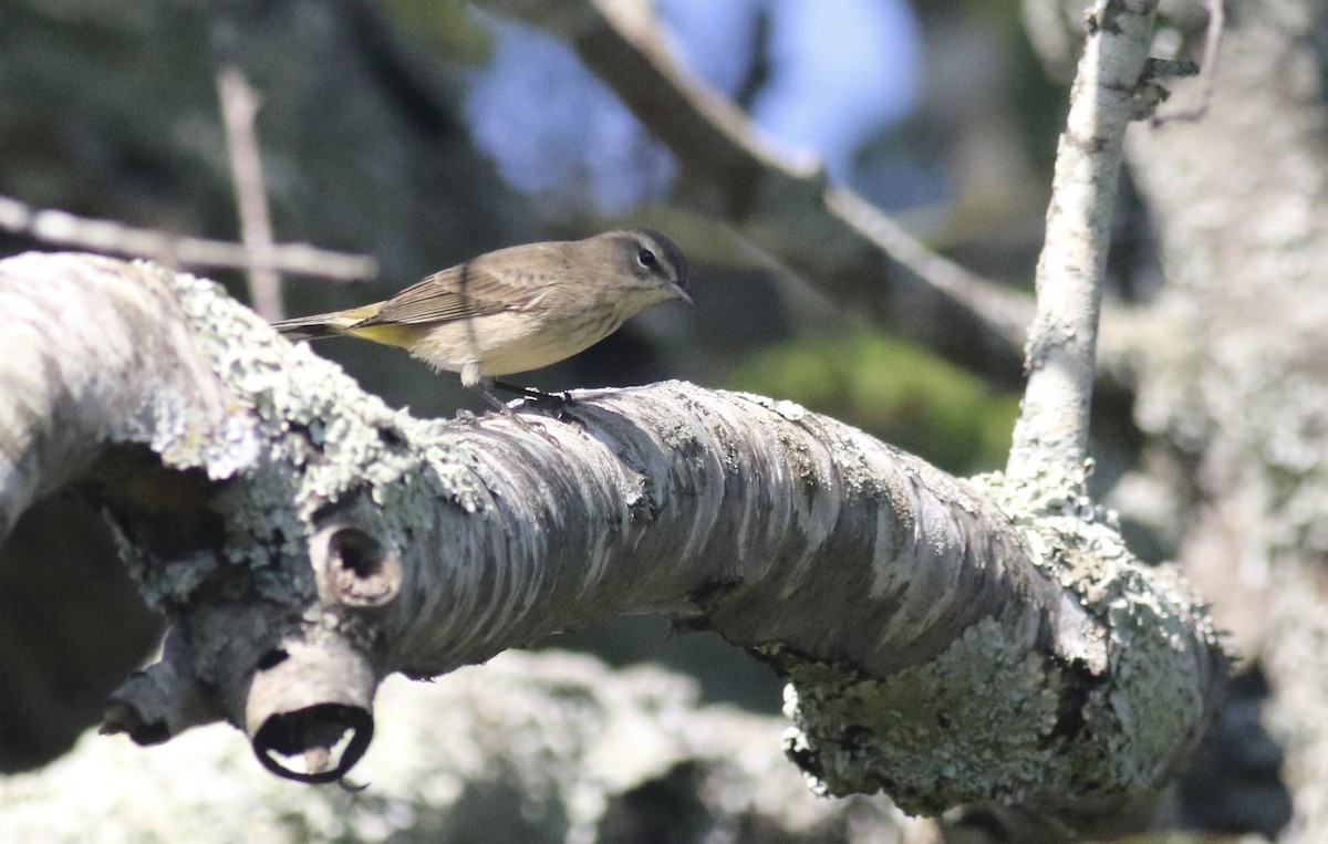 Palm Warbler - ML641793466