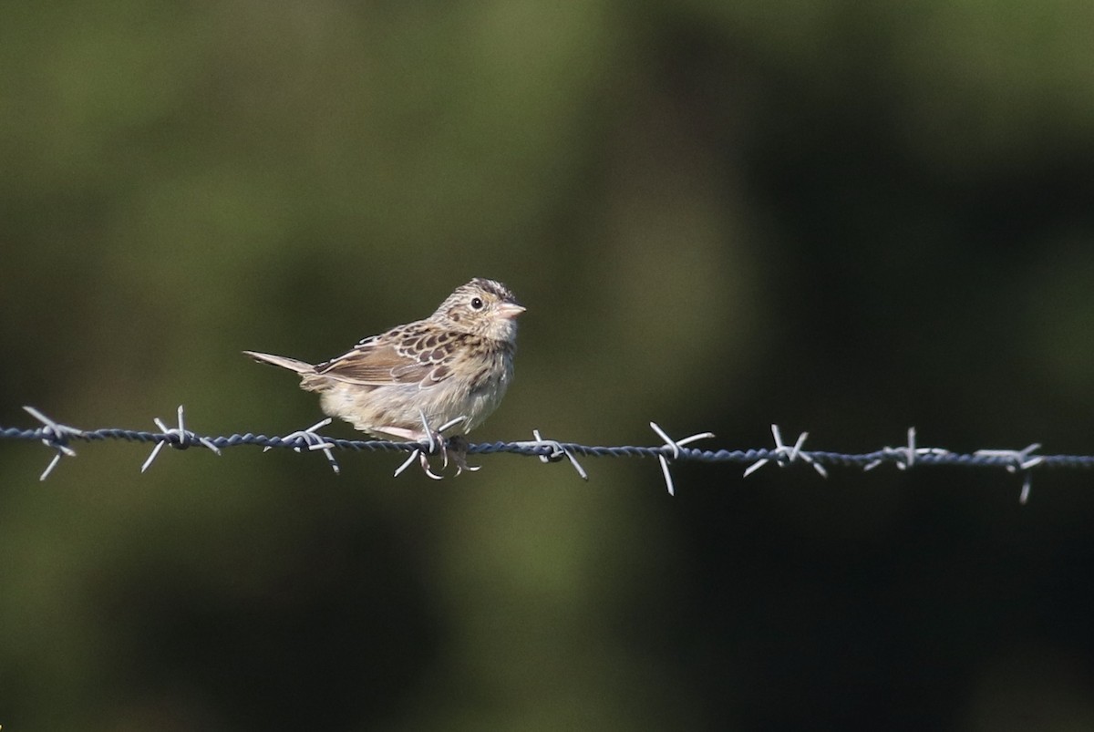 Grasshopper Sparrow - ML641793475