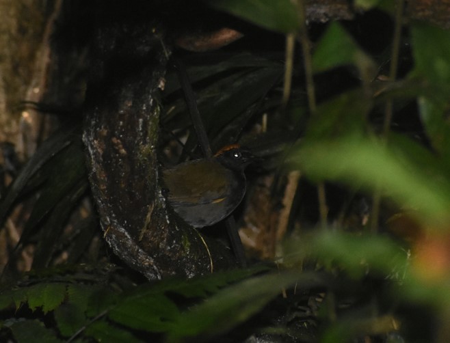 Rufous-capped Antthrush - ML641793483