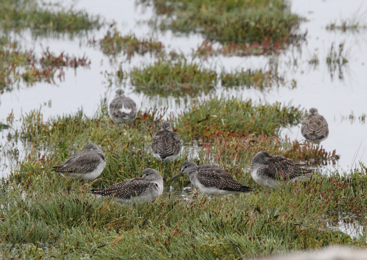 Lesser Yellowlegs - ML641793485