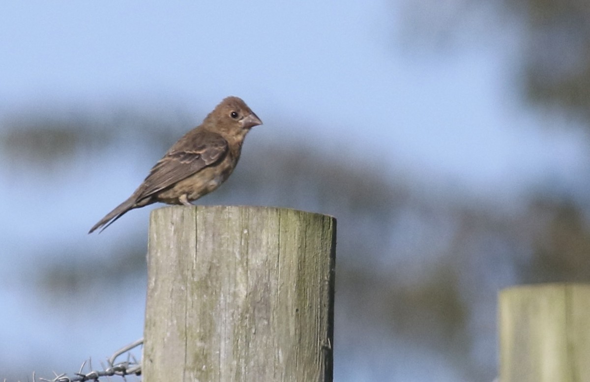 Blue Grosbeak - ML641793486