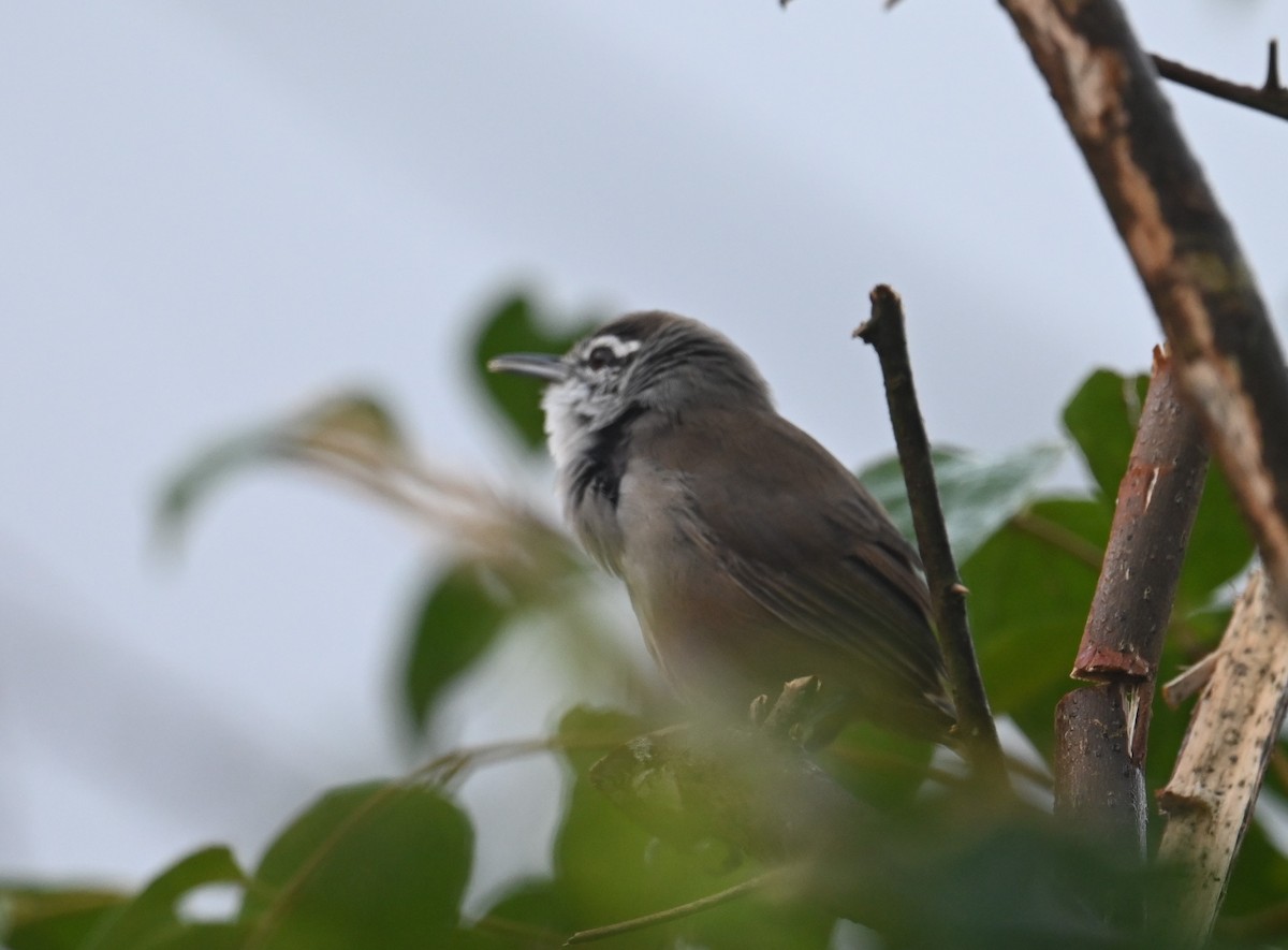 Cabanis's Wren - ML641793489