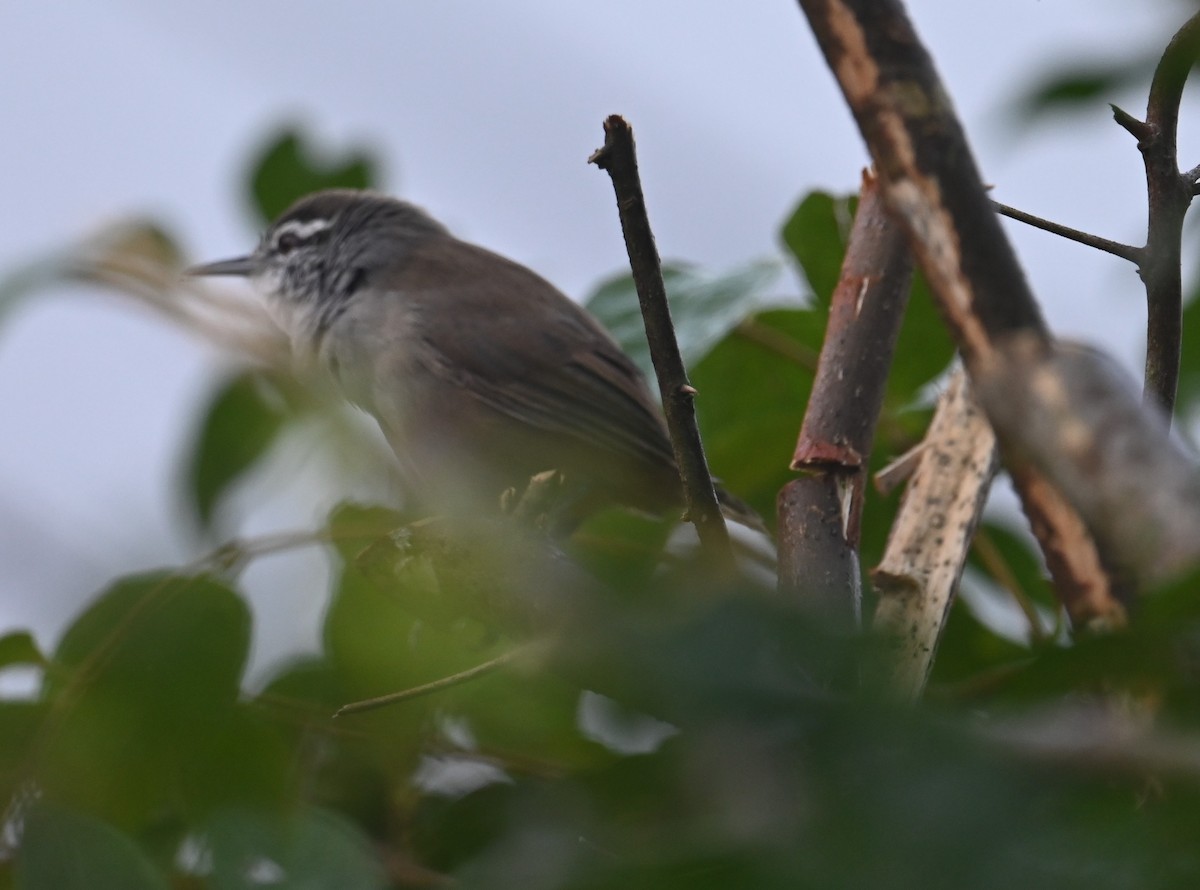 Cabanis's Wren - ML641793490