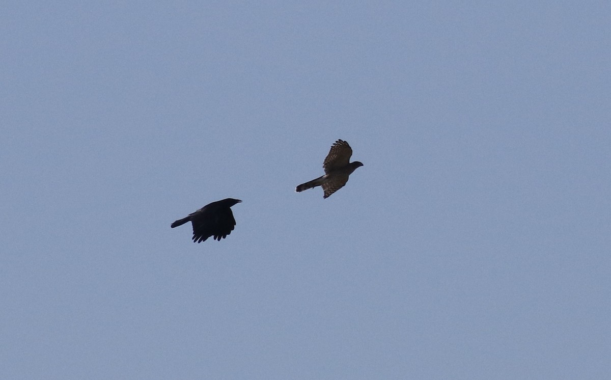 Cooper's Hawk - ML641793498