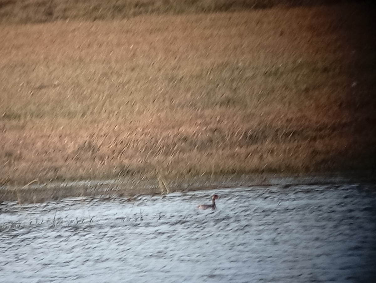Eared Grebe - ML641793517