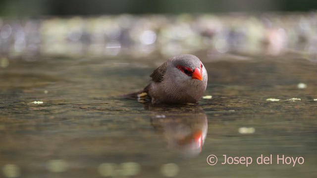 Common Waxbill - ML641793538