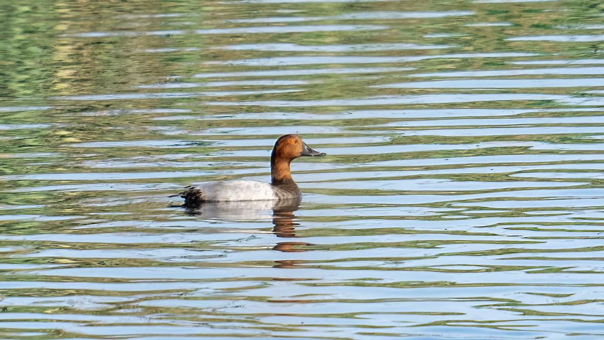 Common Pochard - ML641793539