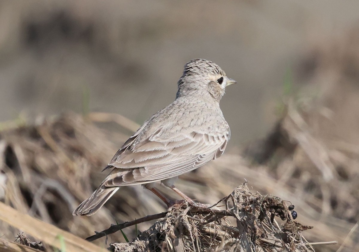 Sand Lark - ML641793558