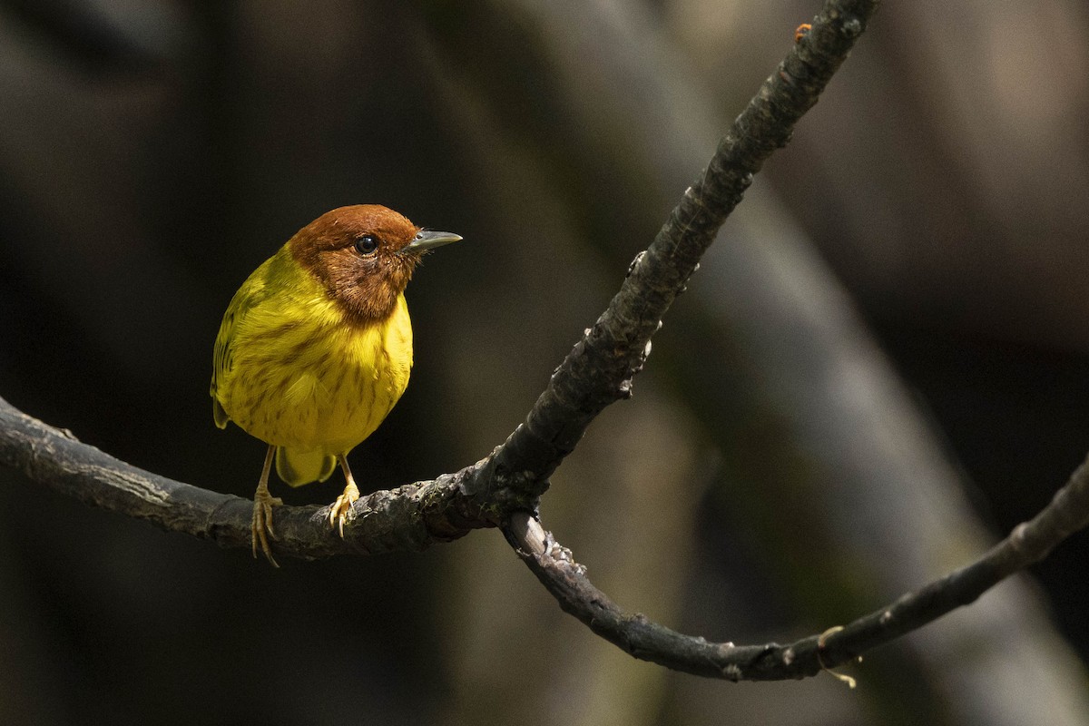 Yellow Warbler (Mangrove) - ML641793587