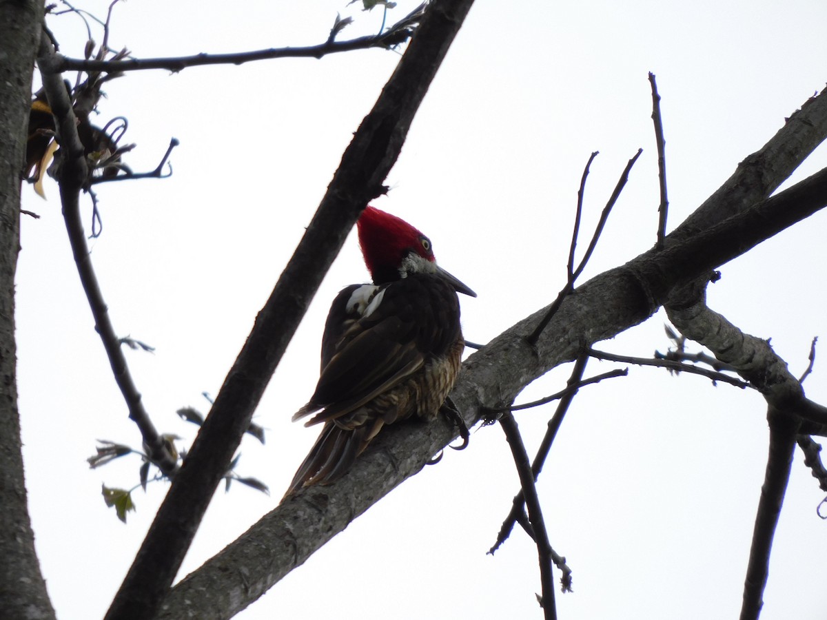 Guayaquil Woodpecker - ML641793592
