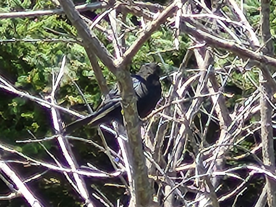 blackbird sp. - ML641793593