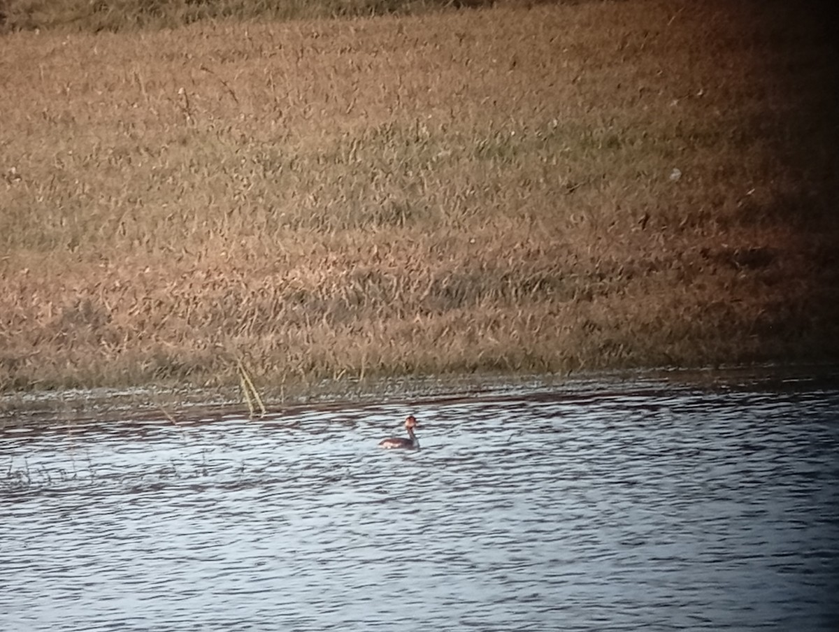 Eared Grebe - ML641793616