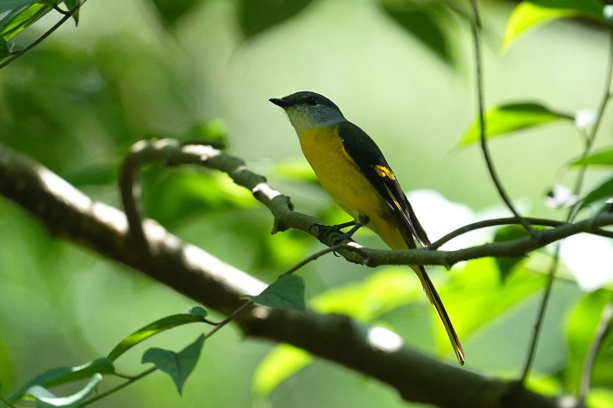 Graukehl-Mennigvogel - ML641793621