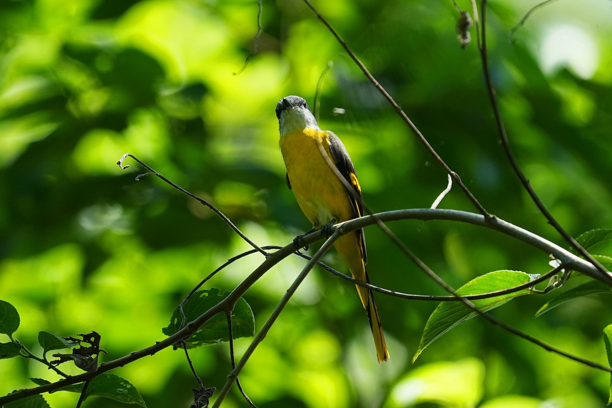 Graukehl-Mennigvogel - ML641793622