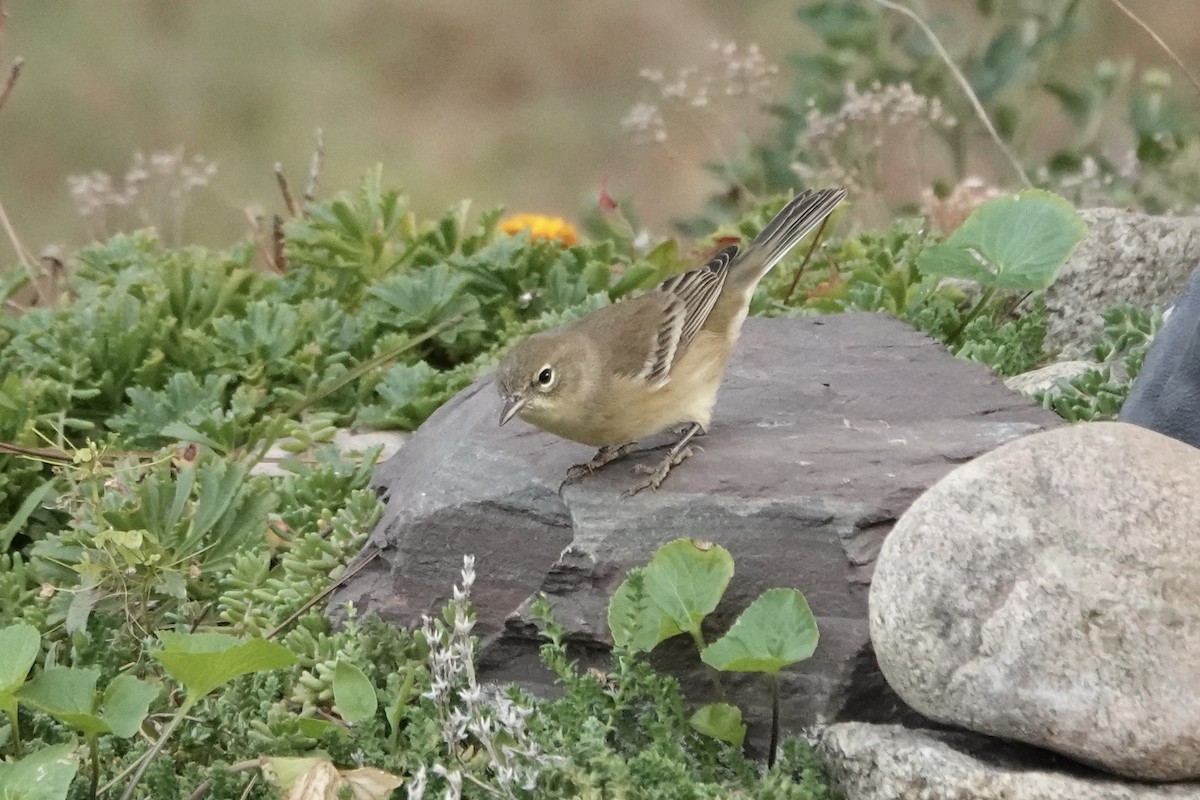 Pine Warbler - ML641793640