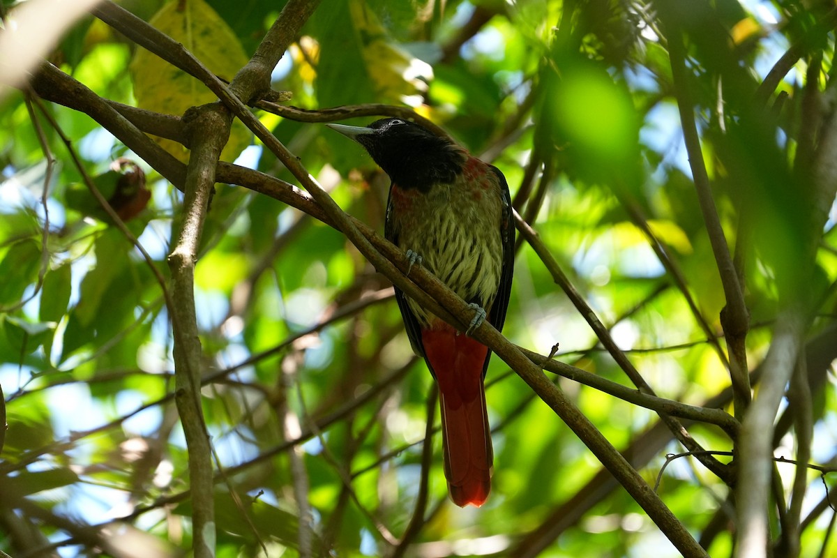 Maroon Oriole - ML641793650