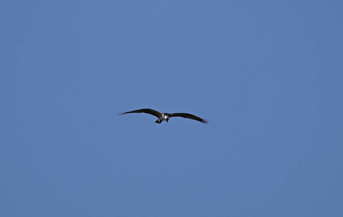 Balbuzard pêcheur - ML641793652