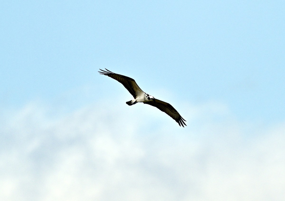 Balbuzard pêcheur - ML641793656