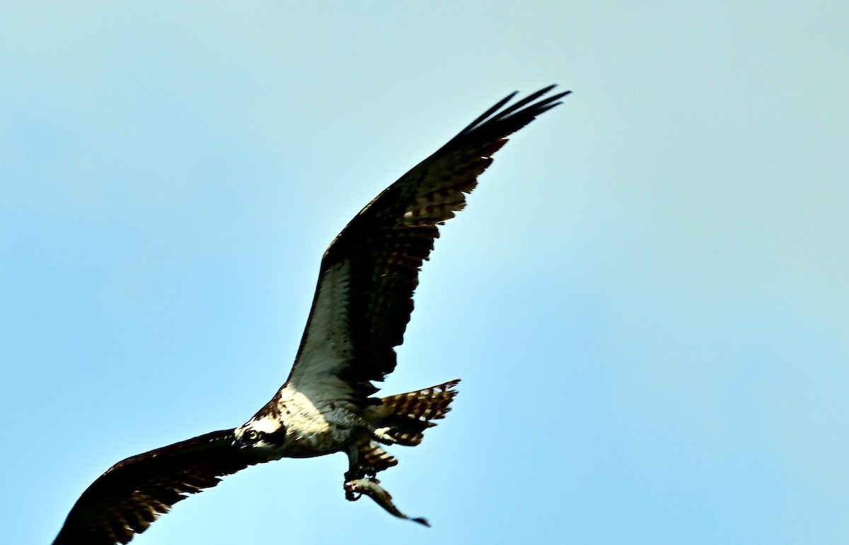 Balbuzard pêcheur - ML641793667