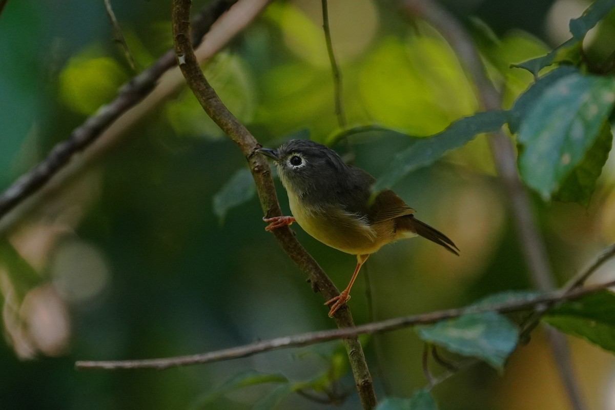 Morrison's Fulvetta - ML641793680