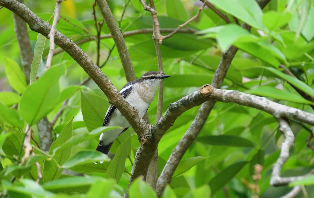 Pied Triller - ML641793741