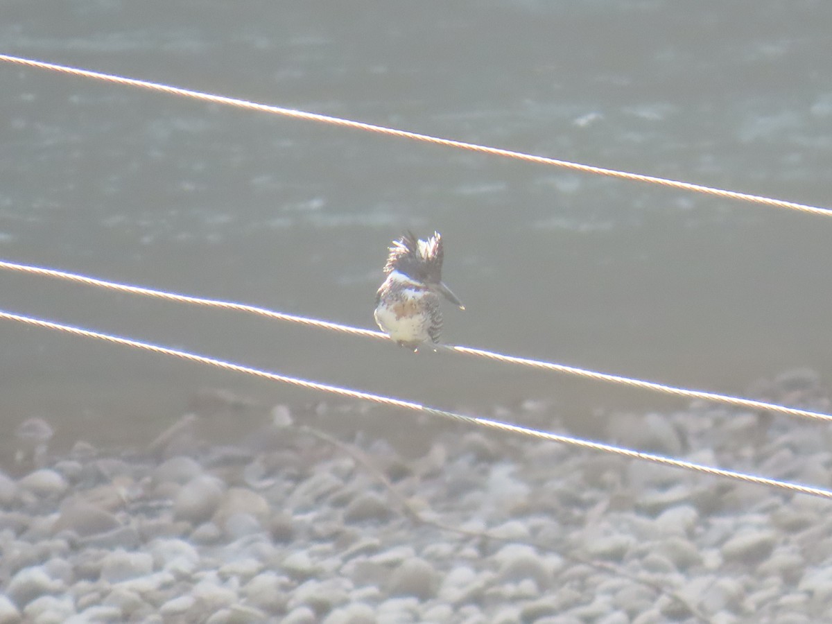Crested Kingfisher - ML641793761