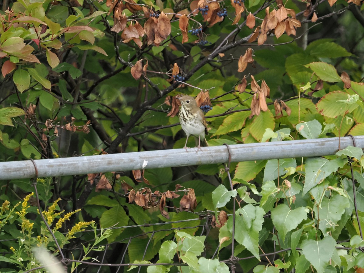 Hermit Thrush - ML641793764