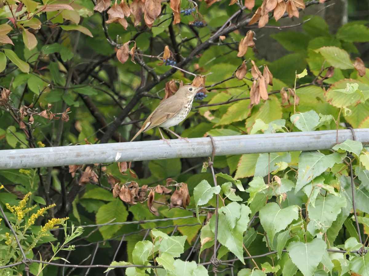 Hermit Thrush - ML641793765