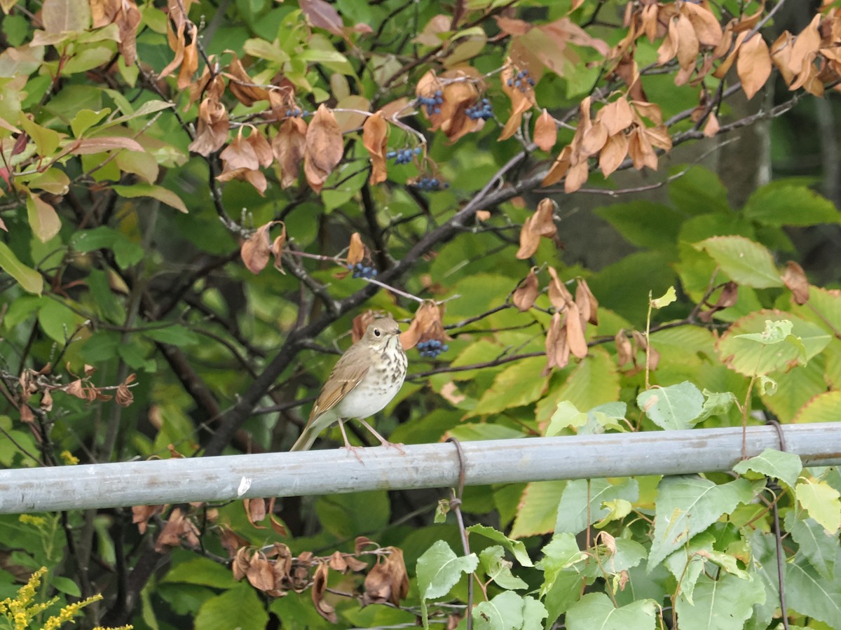 Hermit Thrush - ML641793766
