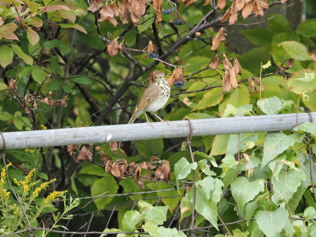 Hermit Thrush - ML641793767