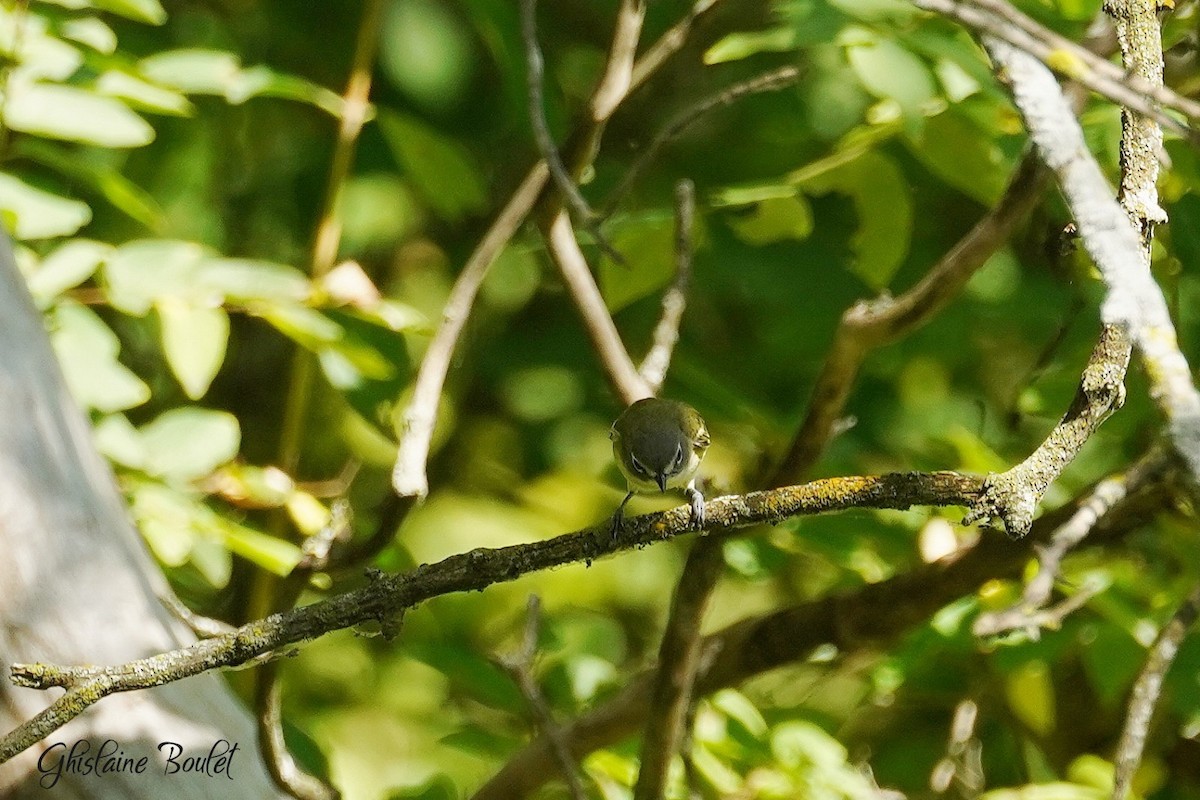 Blue-headed Vireo - ML641793786