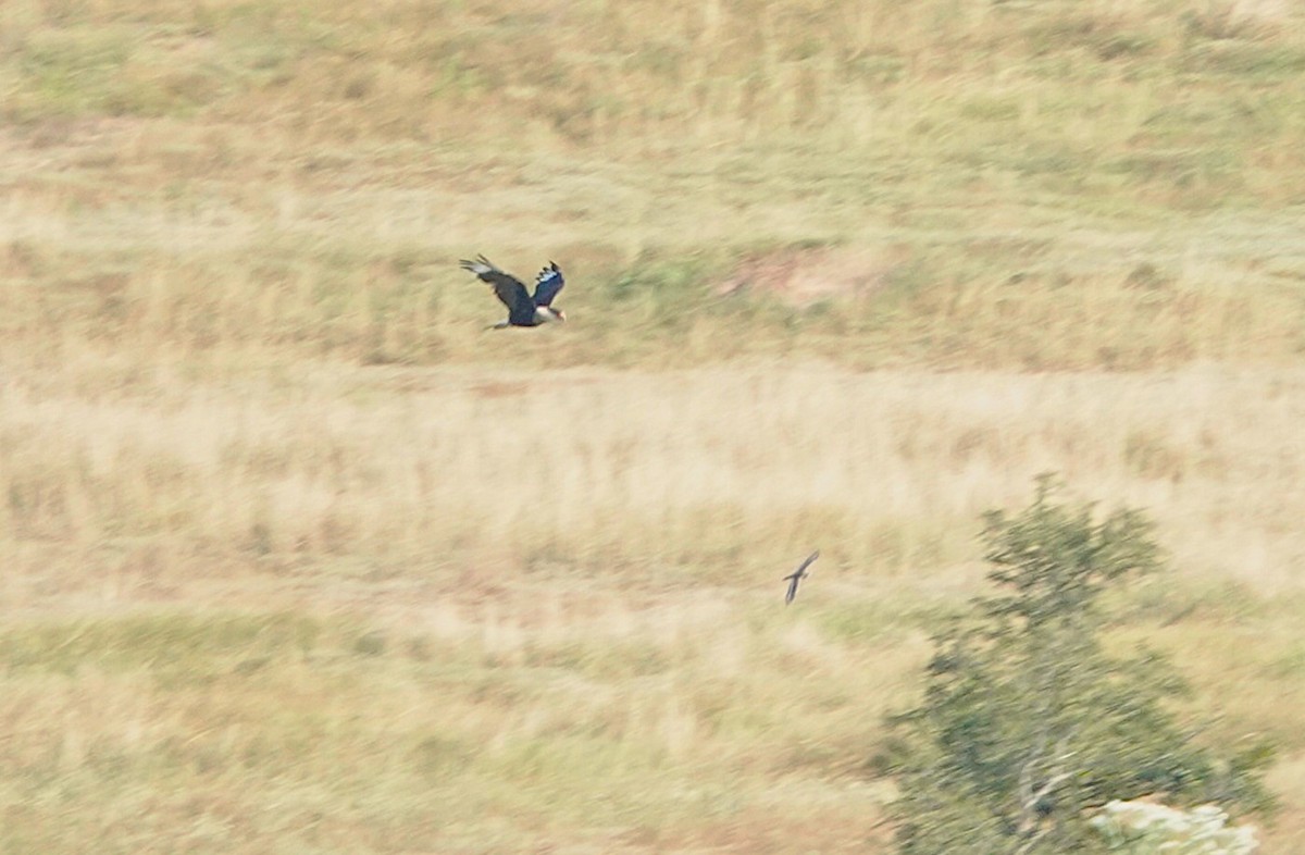 Crested Caracara - ML641793802