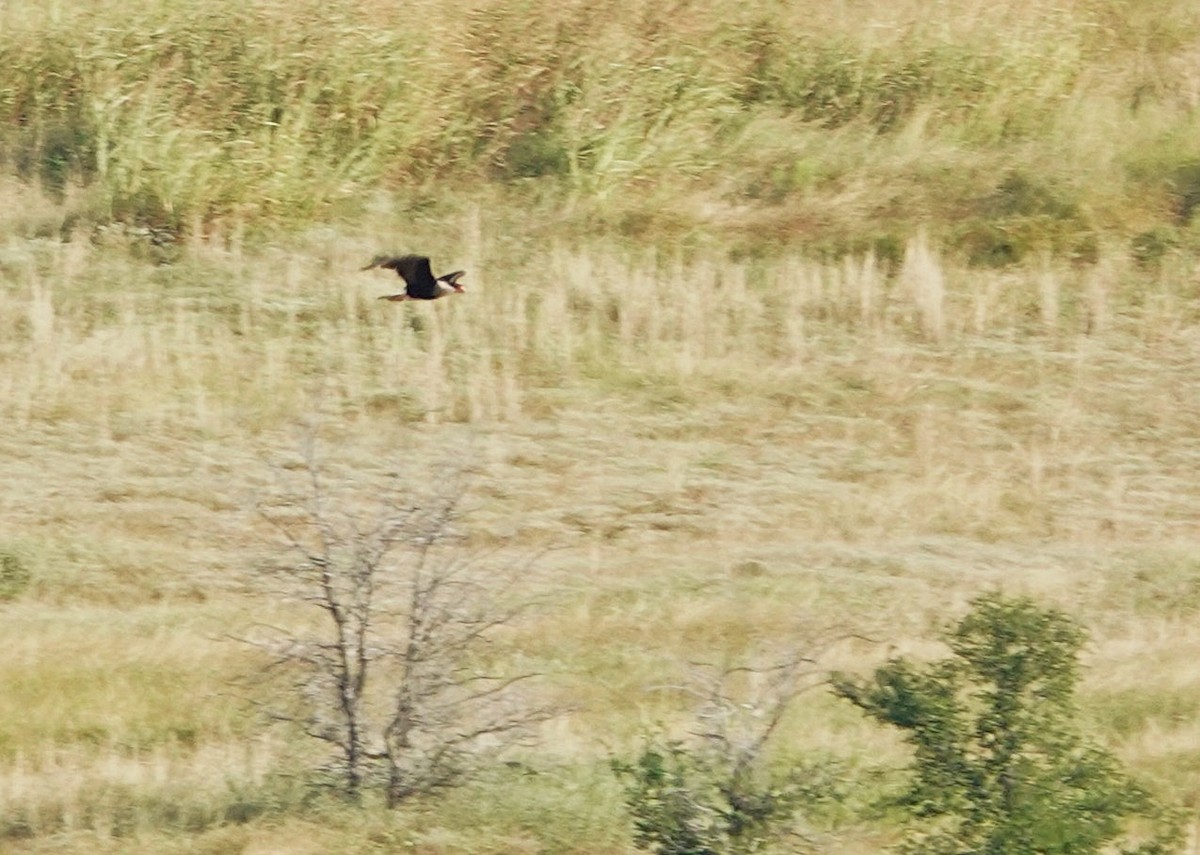 Crested Caracara - ML641793804