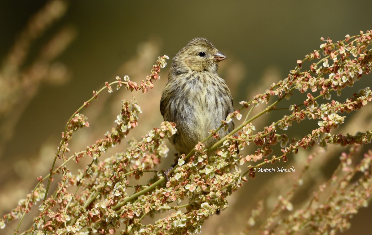 European Serin - ML641793813