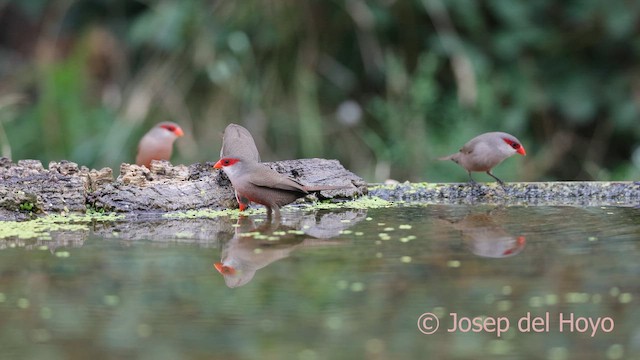 Common Waxbill - ML641793814
