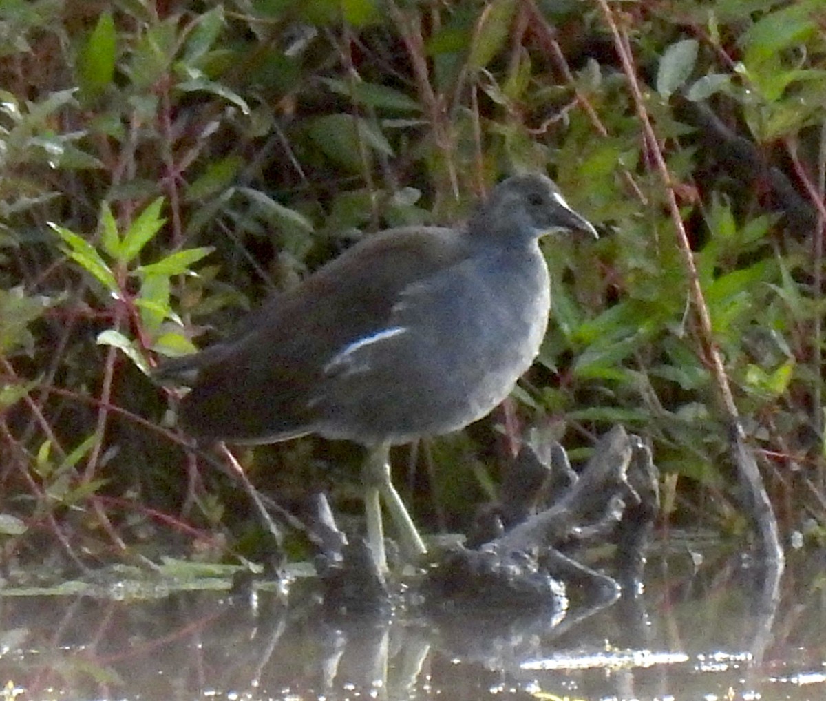 Common Gallinule - ML641793823