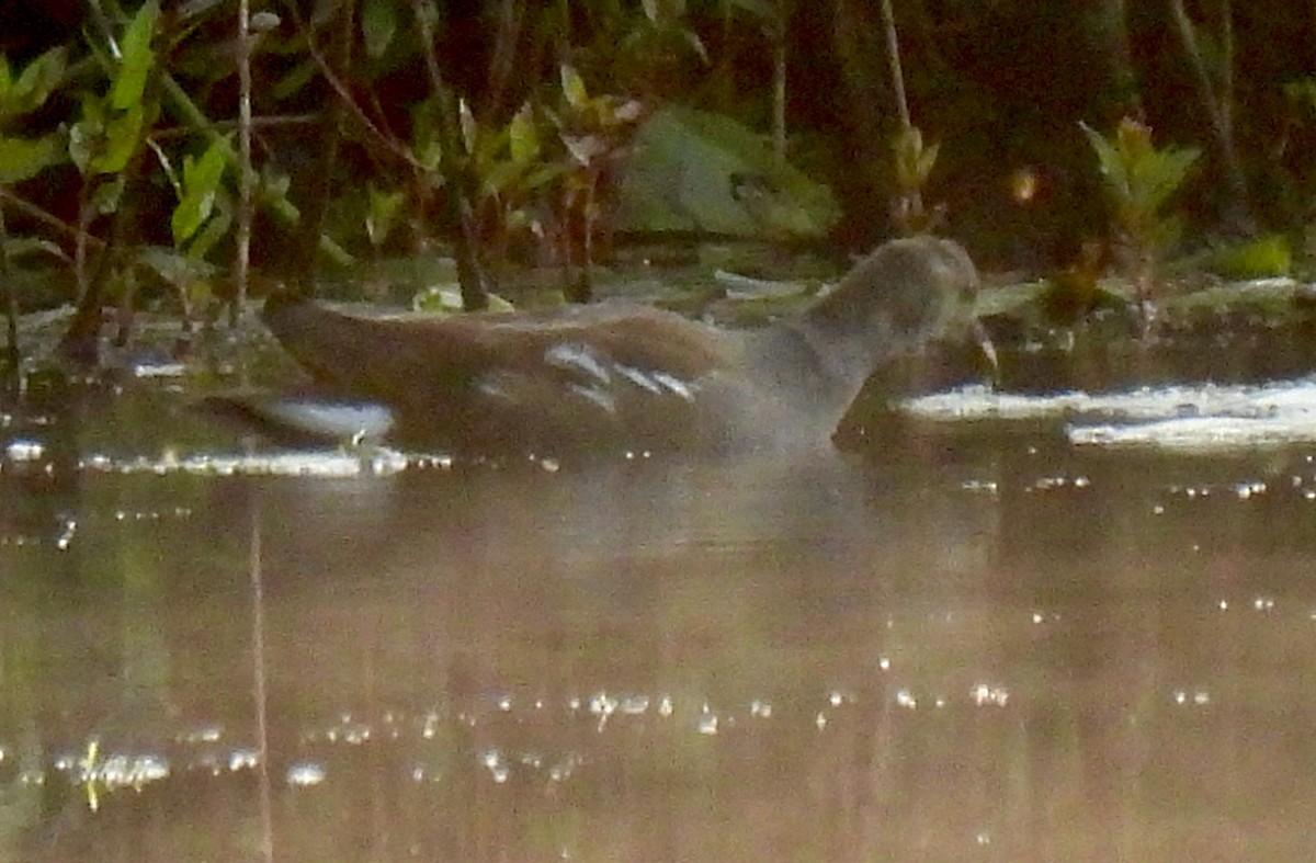 Common Gallinule - ML641793824